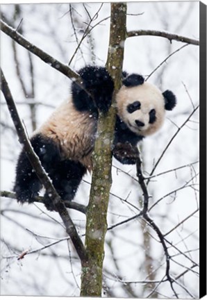 Framed China, Chengdu Panda Base Baby Giant Panda In Tree Print