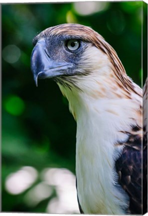 Framed Philippine Eagle Print