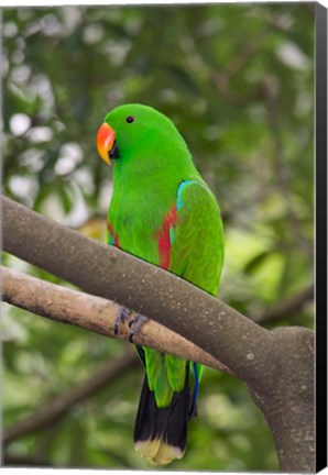 Framed Singapore Colorful Green Parrot Print