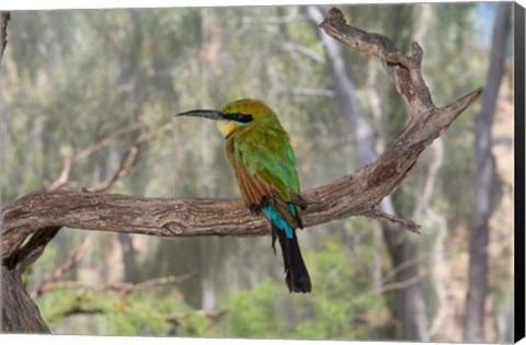 Framed Australia, Alice Springs Alice Springs Desert Park Rainbow Bee-Eater Print