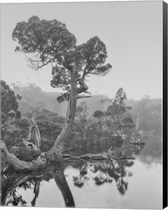 Framed Australia, Tasmania, Cradle Mountain National Park Wombat Pool Print