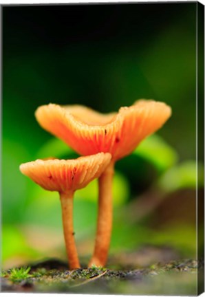 Framed Bright Orange Mushrooms, Queensland Rainforest At Babinda, Australia Print