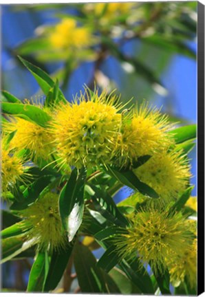 Framed Bright Yellow Wattle Tree In Suburban Cairns, Queensland, Australia Print