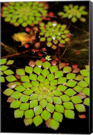 Framed Geometric Plant, Cairns Botanic Gardens, Queensland, Australia Print