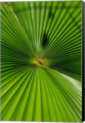 Framed Pattern On Palm Leaf, Cairns Botanic Gardens, Queensland, Australia Print