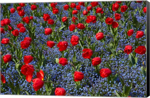 Framed Tulips, Botanic Gardens, Hagley Park, Christchurch, Canterbury, New Zealand Print