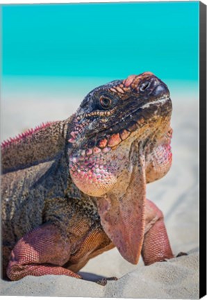 Framed Bahamas, Exuma Island Close-Up Of Iguana On Beach Print