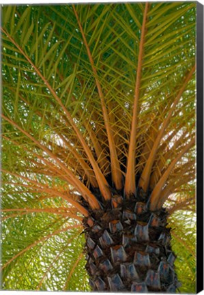 Framed British Virgin Islands, Scrub Island Close Up Of The Underside Of A Palm Tree Print