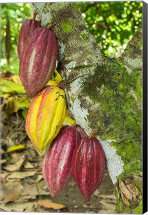 Framed Cuba, Baracoa Cacao Pods Hanging On Tree Print