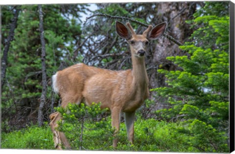 Framed Deer In The Assiniboine Park, Canada Print