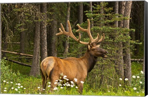 Framed Bull Elk, Bow Valley Parkway, Banff National Park, Alberta, Canada Print