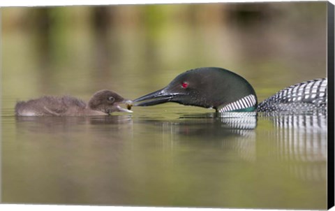 Framed Canada, British Columbia A Common Loon &amp; Chick At Lac Le Jeune Print