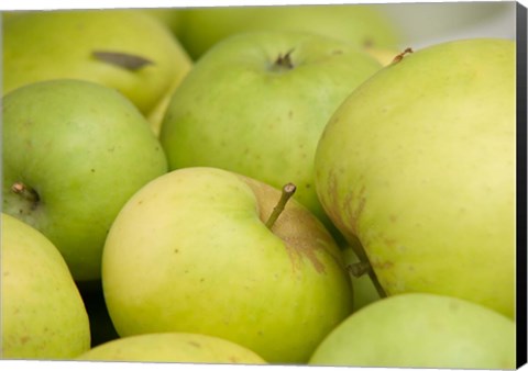 Framed Canada, British Columbia, Cowichan Valley Close-Up Of Green Apples Print