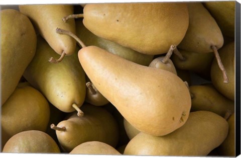 Framed Canada, British Columbia, Cowichan Valley Close-Up Of Harvested Pears Print