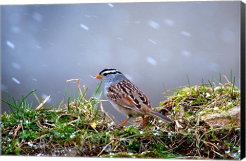 Framed White-Crowned Sparrow In A Spring Snow Storm Print