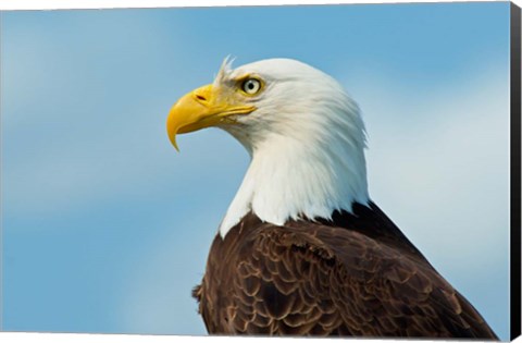 Framed Bald Eagle At Bowron Lake In Bowron Lake Provincial Park, BC Print