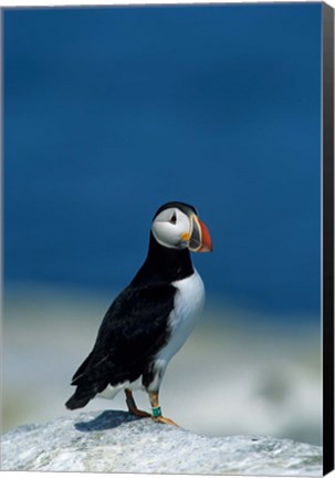 Framed Atlantic Puffin, Machias Seal Island, Canada Print