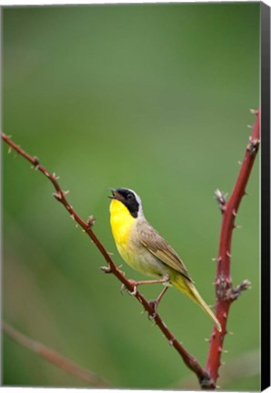 Framed Canada, Quebec, Mount St Bruno Conservation Park Common Yellowthroat Singing Print