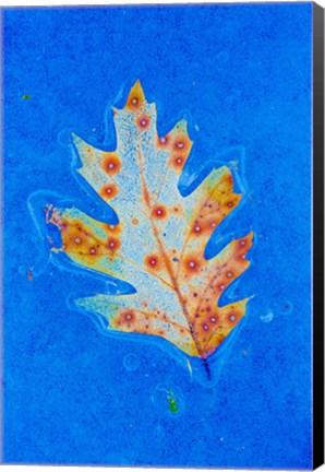 Framed Canada, Quebec, Mount St Bruno Conservation Park Red Oak Leaf Caught In Ice Print