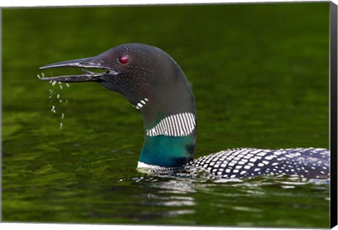 Framed Canada, Quebec, Eastman Common Loon Calling Print