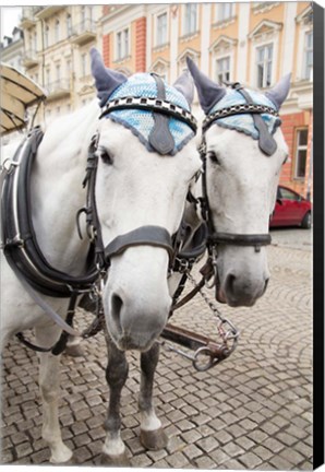 Framed Czech Republic Horses On Cobblestone Karlovy Vary Street Print