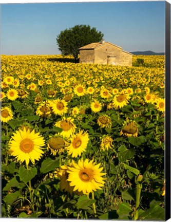 Framed France, Provence, Old Farm House In Field Of Sunflowers Print