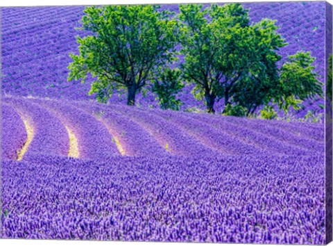 Framed France, Provence, Lavender Field On The Valensole Plateau Print