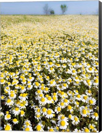 Framed Chamomile Field (Matricaria Chamomilla), Hortobagy National Park In Spring Hungary Print