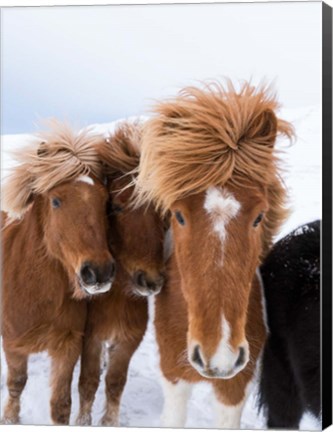 Framed Icelandic Horses With Typical Thick Shaggy Winter Coat, Iceland 12 Print