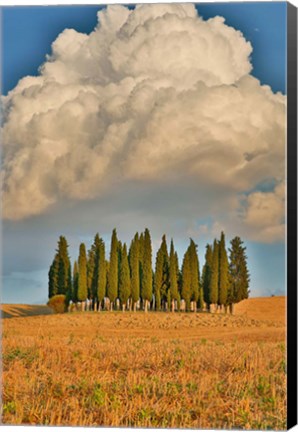 Framed Italy, Tuscany Cypress Tree Grove And Towering Cloud Formation Print