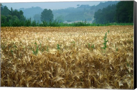 Framed Italy, Tuscany, Wheatfield Print