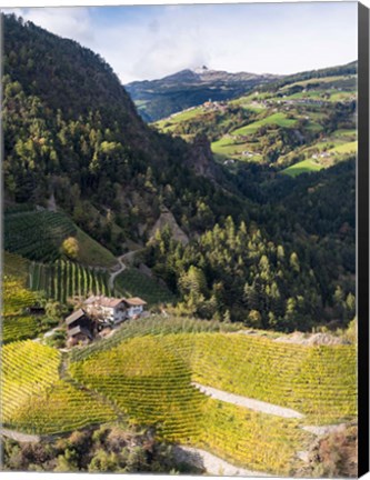 Framed Viniculture Near Klausen In South Tyrol During Autumn, Italy Print