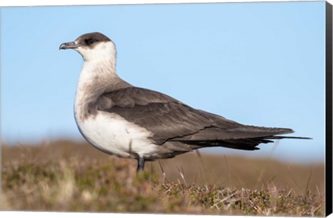 Framed Arctic Skua Great Britain, Scotland, Shetland Islands Print