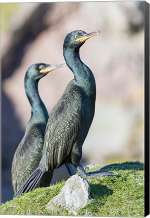 Framed European Shag Or Common Shag On The Shetland Islands In Scotland Print