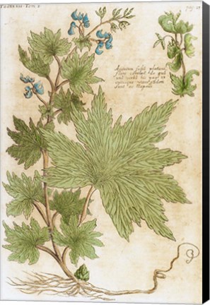 Framed Aconitum Seventeenth-Century Engraving In Bibliotheca Pharmaceutica-Medica Print