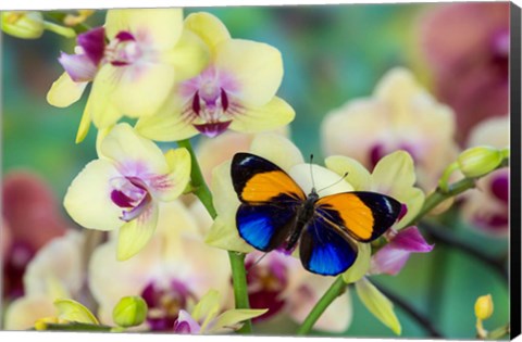 Framed Brush-Footed Butterfly, Callithea Davisi On Orchid Print