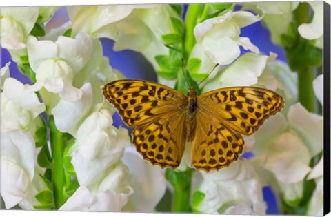 Framed European Silver-Washed Fritillary Butterfly On Snapdragon Flower Print