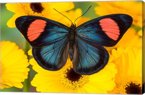 Framed Painted Beauty Butterfly From The Amazon Region Print