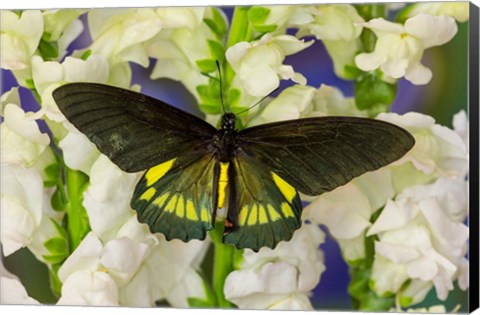 Framed Belus Swallowtail Butterfly On White And Yellow Snapdragon Flower Print