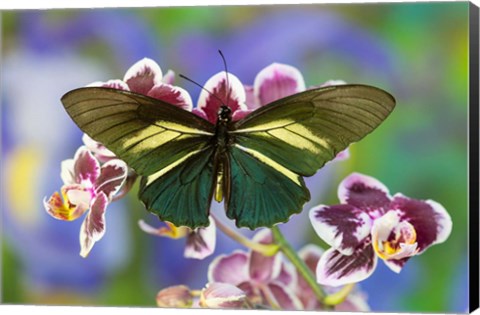 Framed Crassus Swallowtail Butterfly Print