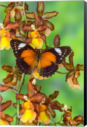 Framed Leopard Lacewing Butterfly Print