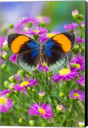 Framed Star Sapphire Butterfly Print