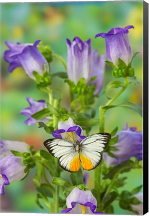 Framed Orange Gull Butterfly Print