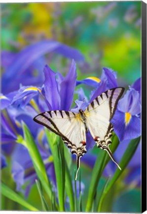 Framed Short-Lined Kite Swallowtail Print