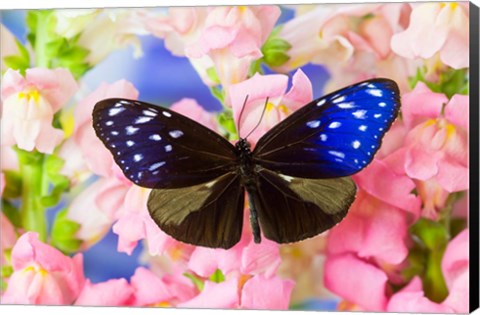 Framed Butterfly The Striped Blue Crow Print