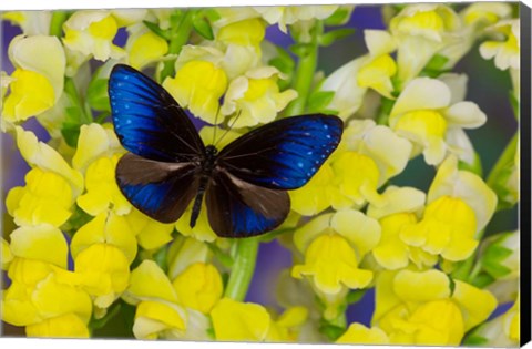 Framed Blue Crow Butterfly Print