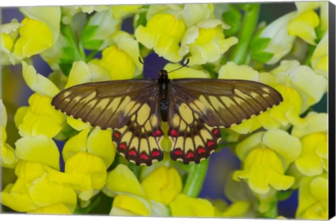 Framed Butterfly Eurytides Corethus In The Papilionidae Family Print