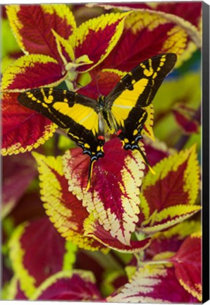 Framed Orange Kite Swallowtail Butterfly Print