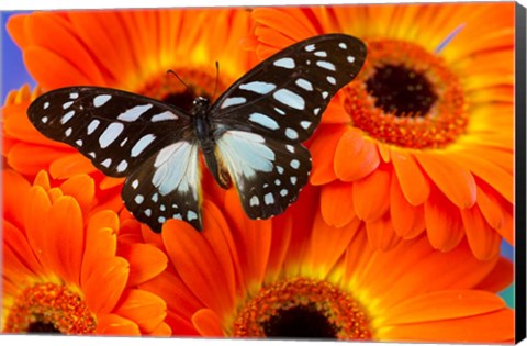 Framed Veined Swordtail Butterfly Print