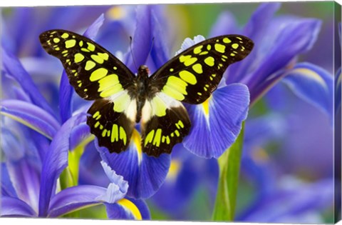 Framed Electric Green Swallowtail Butterfly Print